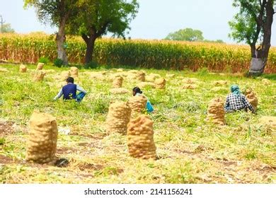 Jalgaon Maharashtra India 23 March 2021 Stock Photo 2141156241 | Shutterstock