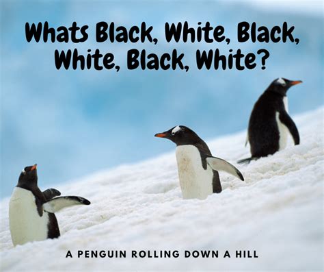 10 Fun Penquin Jokes | I Love Penguins | Penguins funny, Jokes for kids, Best dad jokes