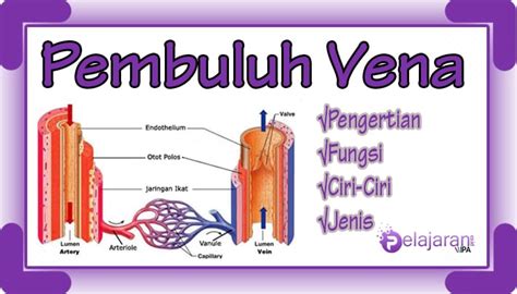 Pembuluh Darah Balik (Vena) - Pengertian, Fungsi, Ciri-Ciri, dan Jenis Pembuluh Vena TERLENGKAP