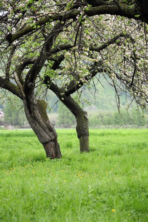 Old Apple Trees in Grassy Field