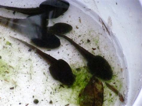 How to Tell Tadpoles from Salamander LarvaDonna L. Long