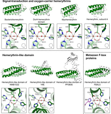 Structure, function and evolution of the hemerythrin-like domain superfamily. - Abstract ...