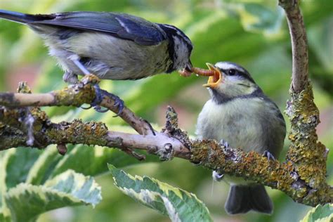 Insectivorous birds consume annually as much energy as the city of New York | BIOENGINEER.ORG