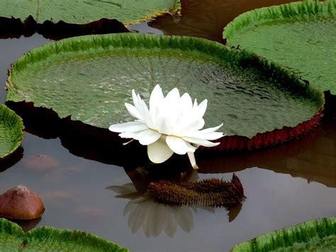 FLOWER OF GIANT VICTORIA AMAZONICA.......WATER LILY.........SOURCE FAIRFUN.NET......... | Blumen