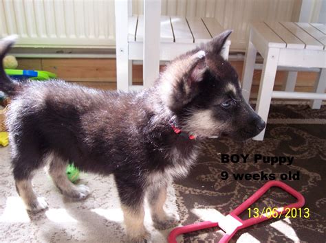 Alaskan Shepherd Info, Puppies, Temperament, Pictures