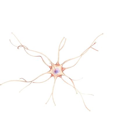 Neuron Cell Animation Ready 3d Model