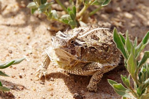 Horned Toad | Explore sarowen's photos on Flickr. sarowen ha… | Flickr - Photo Sharing!