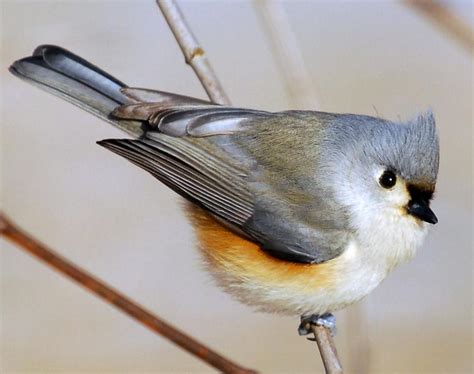 Tufted Titmouse Songs and Calls - Larkwire