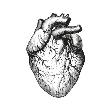 Heart anatomy. Black outlined human heart. Detailed drawing of a ...