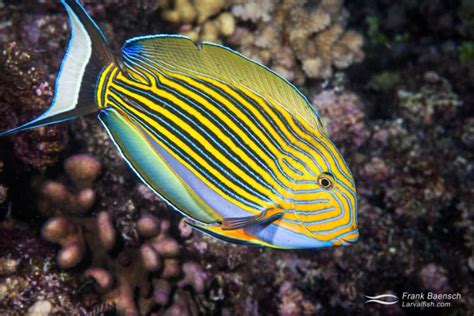 Surgeonfish Life Stages - Frank Baensch