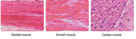 The Muscular System | CK-12 Foundation