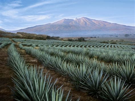 agave-fields-tequila - In Guadalajara