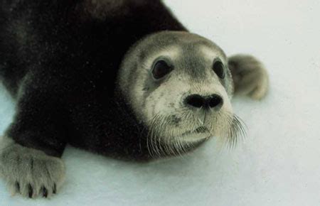 Bearded Seal Species Profile, Alaska Department of Fish and Game