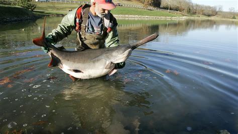 Why the Caviar-Producing American Paddlefish Is a Symbol of Luxury and ...