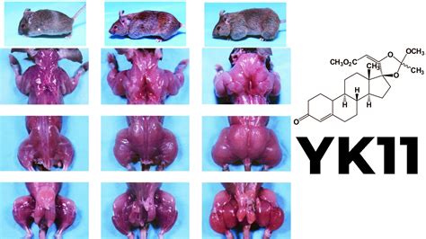 YK11 Myostatin Inhibitor - Increased Follistatin, Results & Side Effects