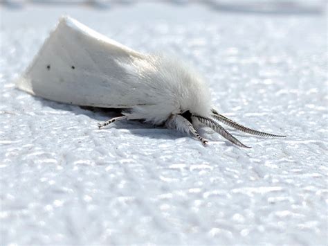 I found this fuzzy, white moth while camping this weekend. : r/mildlyinteresting