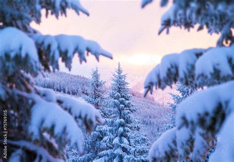 Beautiful winter forest Stock Photo | Adobe Stock