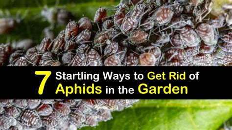 7 Startling Ways to Get Rid of Aphids in the Garden