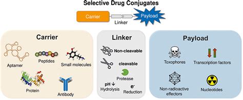 Frontiers | Peptide-Drug Conjugates and Their Targets in Advanced Cancer Therapies