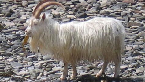 10 Goat Breeds that have Long Hair