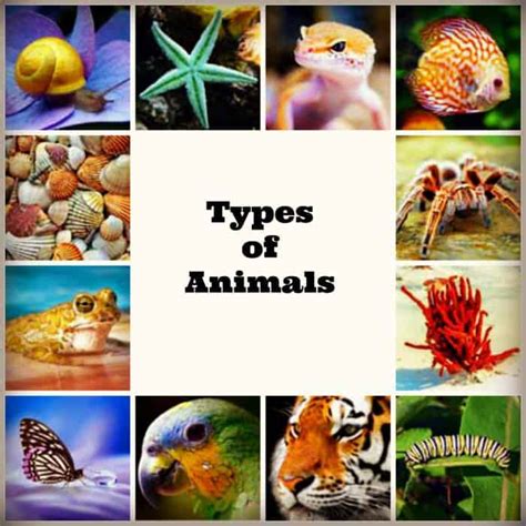 Different Types Of Zoo Animals