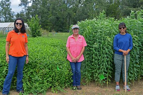 Warm-Season Annual Forage Legume Video Tour | Panhandle Agriculture