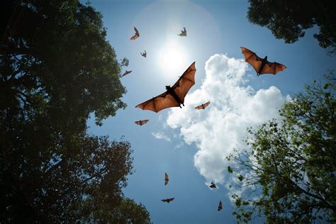 Explore Florida's Largest Bat Houses & Their Ecosystem Impact