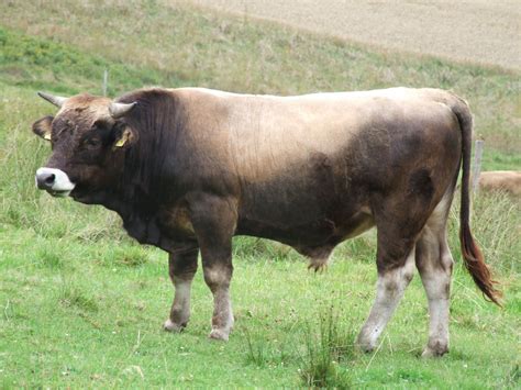 Aubrac Rind | Cow calf, Beef cattle, Dairy breeds