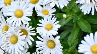 How to Plant, Grow, and Care For Montauk Daisies