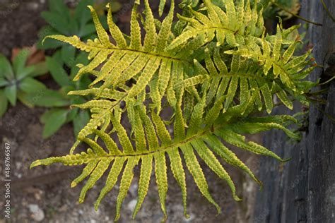 Polypodium vulgare or common polypody fern Stock Photo | Adobe Stock