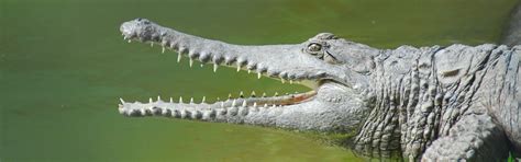 Freshwater Crocodile - Australia Zoo