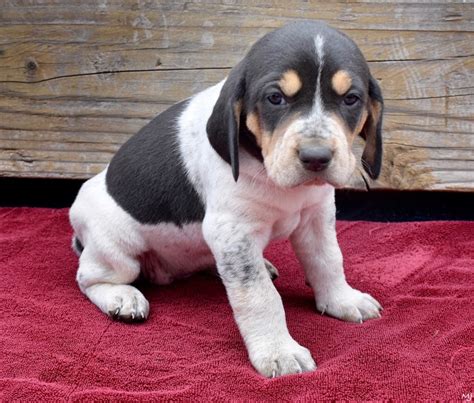 Free Blue Tick Hound Puppies / Https Encrypted Tbn0 Gstatic Com Images ...