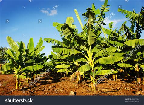 Banana Plantation Stock Photo 30537724 : Shutterstock