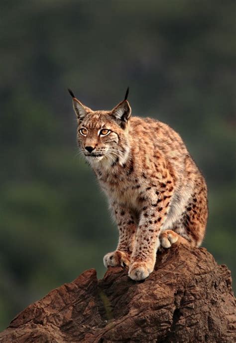 European lynx | Animals beautiful, Snow animals, Animals wild