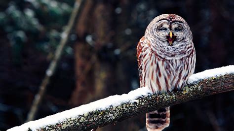 Owl Wallpapers | Best Wallpapers