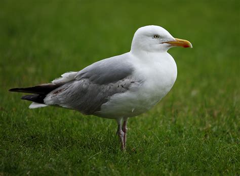 Howth Seagull | European Herring Gull / Silbermöwe (Larus ar… | Flickr