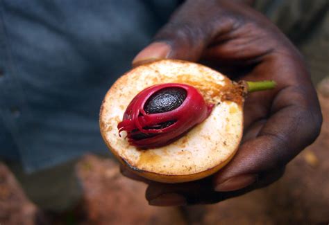 Spice Island History in Zanzibar - Zanzibar Travel Recommendations | Viator.com