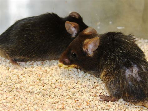 Aging Reversed in Mice: Have Scientists Found Key to Immortality? - CBS News