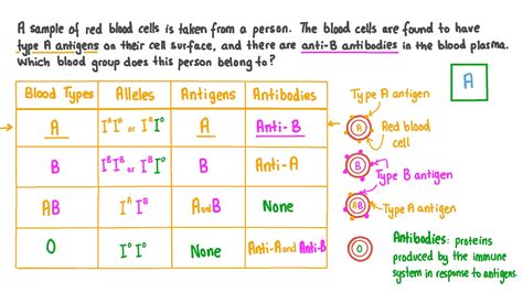 Question Video: Identifying What Blood Group a Person Belongs to from Antigens and Antibodies ...