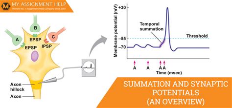 Temporal vs Spatial Summation - A Brief Overview