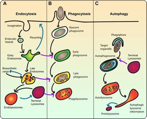 Lysosomes: Structure and Functions