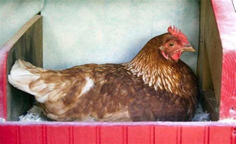 Chicken Nesting Box Dimensions: How Big Should a Chicken Nesting Box Be?