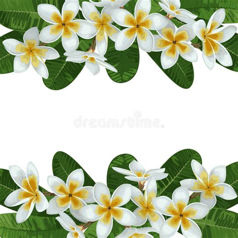 Plumeria Border stock vector. Illustration of hawaiian - 16470634