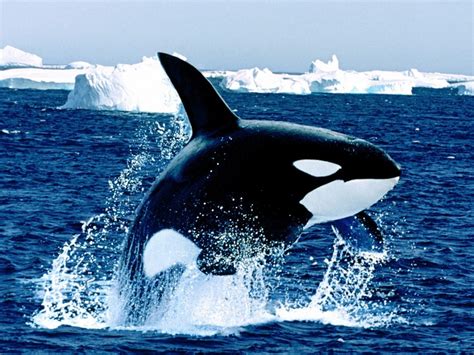 QQ Wallpapers: Killer Whale Breaching