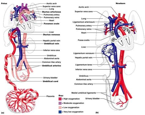 Umbilical Vein Anatomy