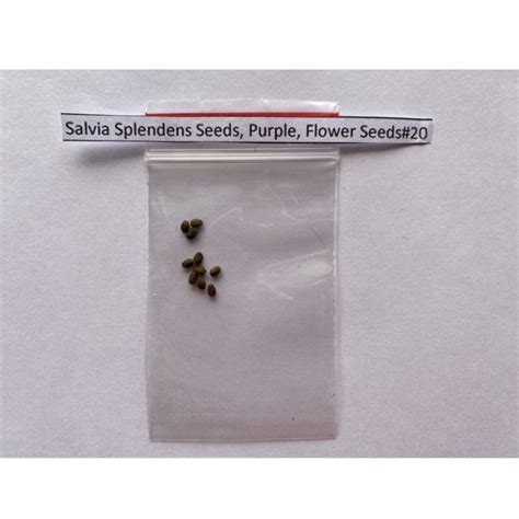 Salvia Splendens Seeds, Purple, Flower Seeds#20 – Rooted Retreat