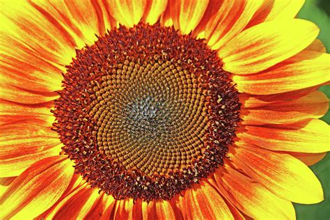 Yellow And Red Sunflower Close Up Photograph by Debbie Oppermann | Fine Art America