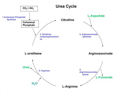 What is “Urea cycle” ? | LifeSun | Urea cycle, Biochemistry, Medical ...