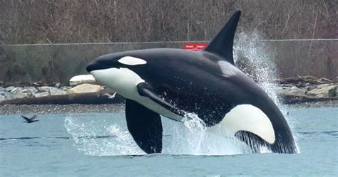 Photographer captures stunning images of orcas breaching near Stanley ...