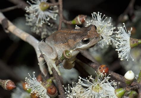 Brown Tree Frog | Swan Bay Environment